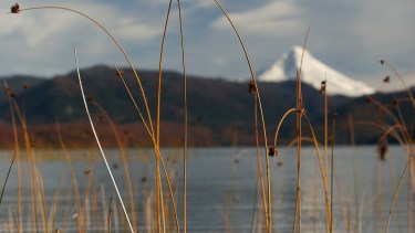 Parque Nacional Lanín. Foto: Patricio Rodríguez