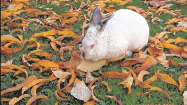 Gladys Balda: Rodolfo merendando en otoño  