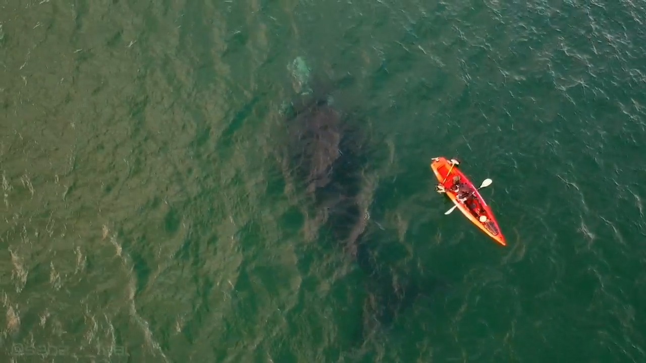 Encuentro en el mar: la ballena y el kayak a unos 600 metros de la costa en Las Grutas. Fue ayer, sábado. Captura de video