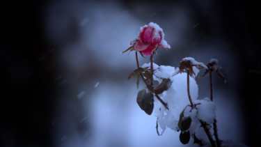 Una rosa en la nevada de ayer en el norte neuquino. Foto: Martín Muñoz