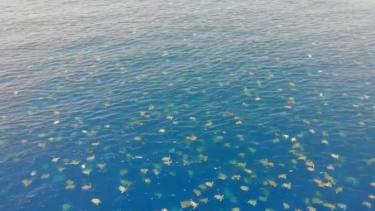 Las tortugas marinas verdes, en peligro de extinción, al llegar a la Gran Barrera de Coral de Queensland. Crédito: The Great Barrier Reef/Queensland Governmen