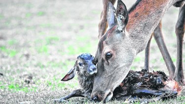 Fernando Ferracioli: mi foto preferida, la saqué en el campo. El bambi recién había nacido.