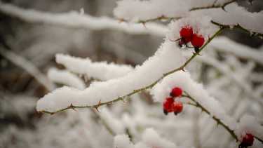 Postales de la nevada de hoy en San Martín de los Andes. Foto: Patricio Rodríguez