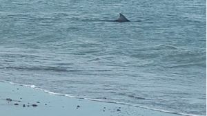 Salió a correr en Las Grutas y un delfín nadaba a la par cerca de la orilla