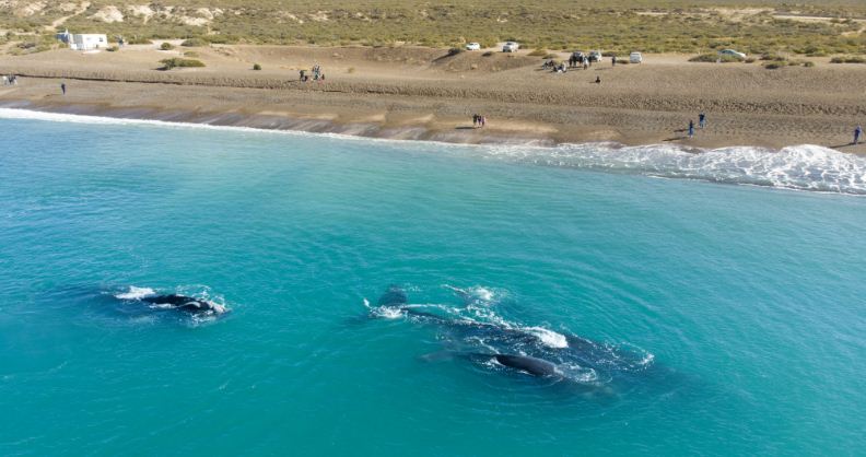 Ballenas a metros de la costa de Puerto Madryn.