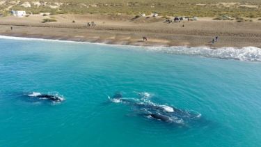 Ballenas a metros de la costa de Puerto Madryn.