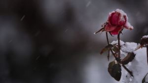 10 sorprendentes fotos de la nevada en el norte neuquino