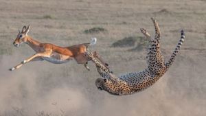 Mirá las fotos ganadoras del Big Picture Natural World 2020