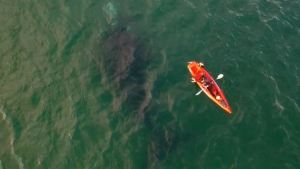 Video: salieron en kayak y se cruzaron con una ballena en Las Grutas