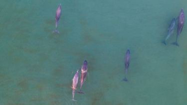 Video: un mágico amanecer con delfines en Las Grutas