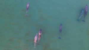 Video: un mágico amanecer con delfines en Las Grutas