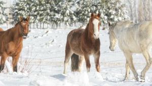 Del norte neuquino a San Martín de los Andes, 15 fotos asombrosas de la nevada