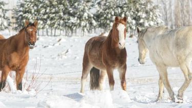 Del norte neuquino a San Martín de los Andes, 15 fotos asombrosas de la nevada