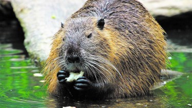Liberan a un coipo que había quedado atrapado en la usina sobre el Canal Grande de Roca