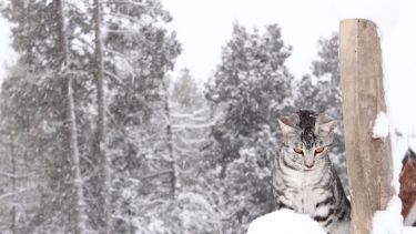La imagen de la gata Sasha la aportó el lector Rubén Lagras, desde Bariloche. ¡Podés sumar la tuya a través de las redes sociales!.-
