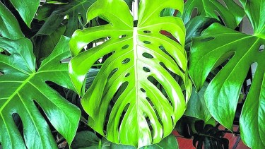 La Monstera es famosa no sólo en las macetas. También aparece estampada en telas de manteles y en cuadros.