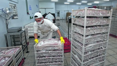 SAO: La pesquera de dos jóvenes empresarios locales exportará merluzón a Grecia