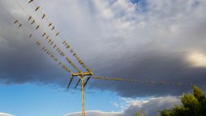 Chos Malal tuvo dos cortes de luz la semana pasada por culpa de los loros