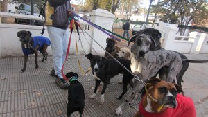 Apuñalaron a un paseador de perros en Neuquén
