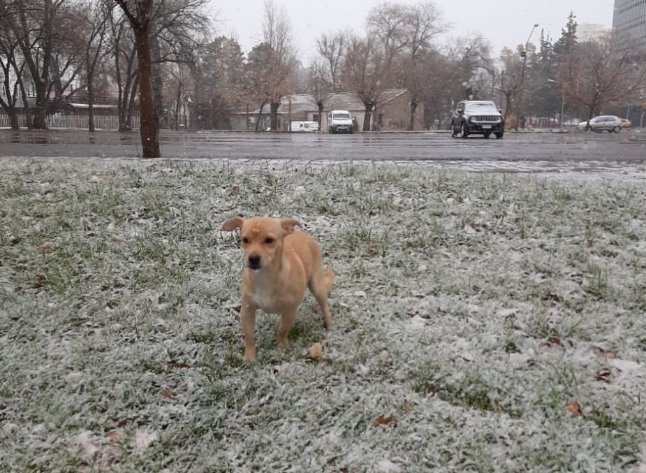 Vitto también se entretuvo en la nieve este fin de semana, en Neuquén. ¡Podés sumar la foto de tu mascota a través de las redes sociales!.-