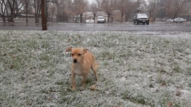 Vitto también se entretuvo en la nieve este fin de semana, en Neuquén. ¡Podés sumar la foto de tu mascota a través de las redes sociales!.-