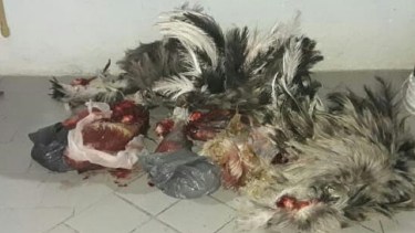 Detienen a cazadores furtivos y secuestraron carne en relación a un abigeato en Viedma