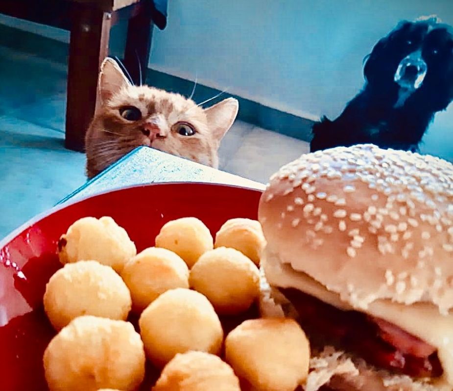 El invierno da más ganas de comer, según Chili (el gato) y Drama (la perra) desde Plottier. ¡Podés sumar la foto de tu mascota a través de las redes sociales!.-
