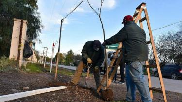 La primera etapa incluye un millar de ejemplares. Fotos: gentilez.