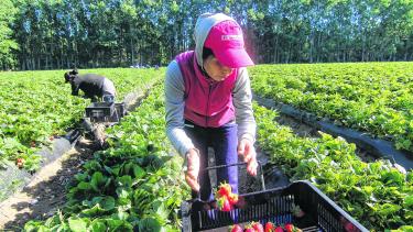 Productores de plantines de frutillas podrán hacer el lavado en Plottier