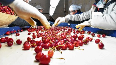 CEREZAS | En los primeros cinco meses del 2020, se exportaron 2.146 toneladas. Foto archivo. 