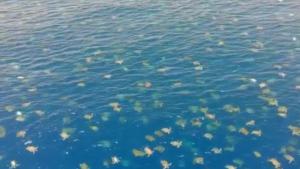 Miles de tortugas marinas vuelven 35 años después al lugar donde nacieron en la costa de Australia