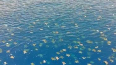 Miles de tortugas marinas vuelven 35 años después al lugar donde nacieron en la costa de Australia