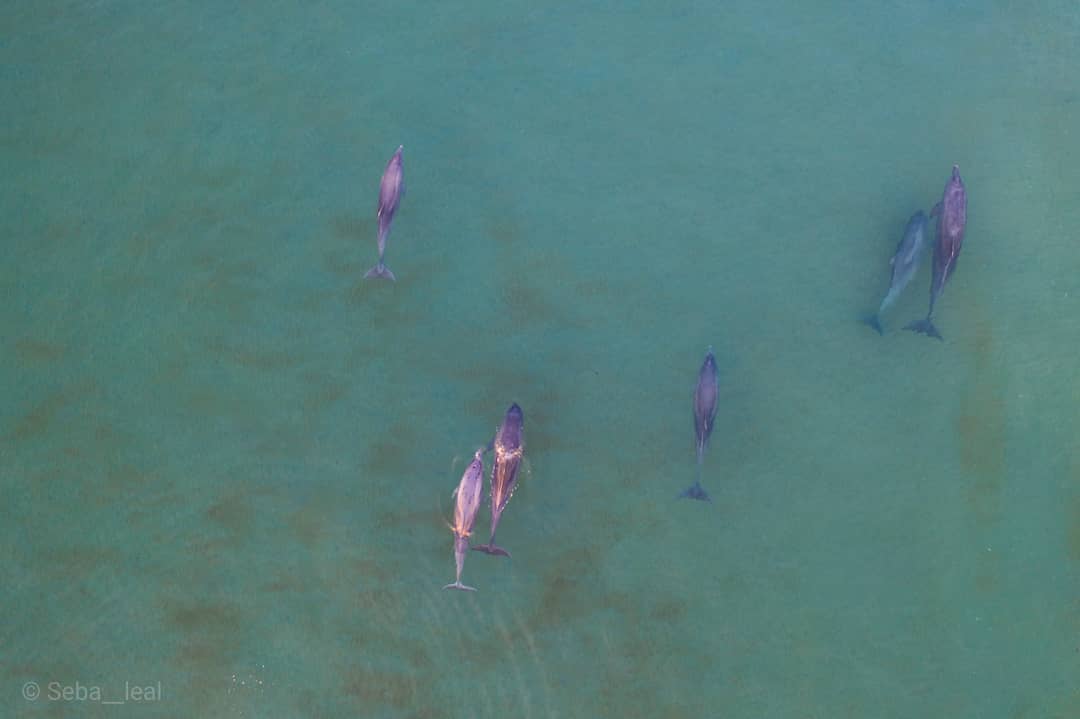 Delfines cerca de la costa en el amanecer de Las Grutas. Foto: Sebastián Leal.