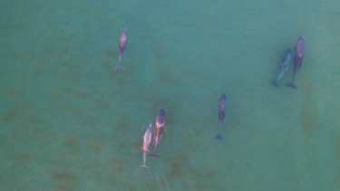 Delfines cerca de la costa en el amanecer de Las Grutas. Foto: Sebastián Leal.