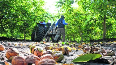 Sectores productivos resisten el impacto  de la pandemia