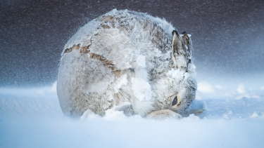 La gandora. "Bola de nieve". Tomatin, Escocia, Foto: Andy Parkinson. Crédito: https://www.bigpicturecompetition.org/