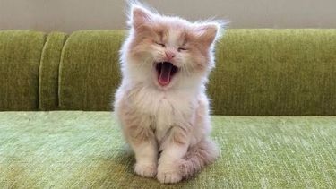 Pronóstico: ¿Vuelven las lluvias a la región?