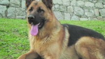 Imagen de Hoy se conmemora el Día Nacional del perro