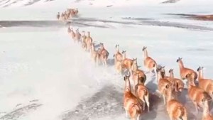 Espectacular: el video de la tropilla de guanacos corriendo en la cordillera de los Andes