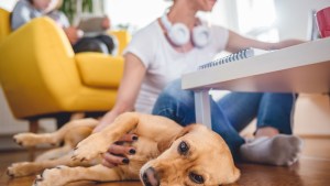 Desparasitación: salud para las mascotas y las personas