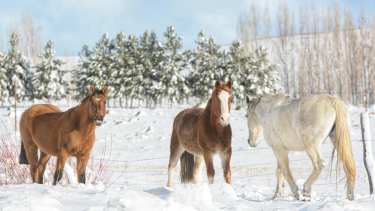 Paraje El Auque yendo de Varvarco al volcán Domuyo, norte neuquino. Foto: Martín Muñoz.