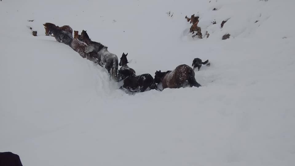 En lo que va el invierno fueron varios los rescates de animales que hubo en el norte neuquino. Foto: gentileza.