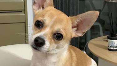 Thor viajaba con su dueña cuando ocurrió el accidente en el que ella falleció. (Gentileza).-