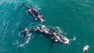 Ballenas francas frente a las playas del sur de Las Grutas.