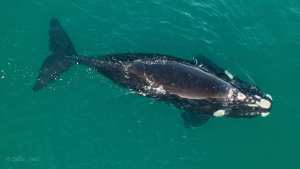 Mirá que maravilla: empiezan a llegar las ballenas a Las Grutas