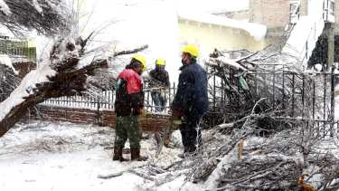 En Zapala, el temporal no da tregua. Hoy se cayeron ramas y árboles. (Gentileza).-