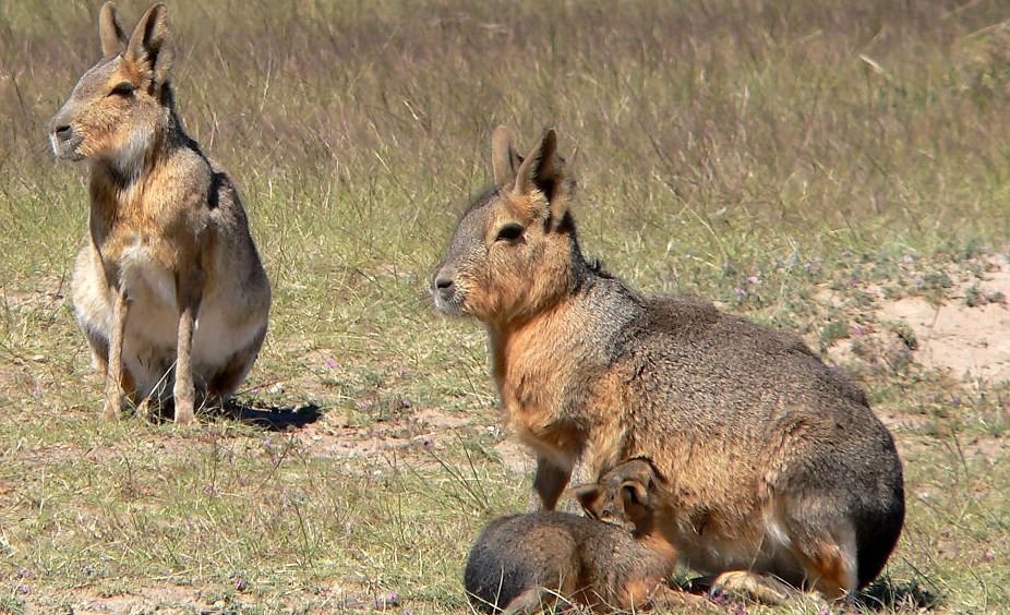 Sagoma A Grandezza Naturale Di Mara Venier | Long Jacket | Ologramma Di Autenticità - Foto 7