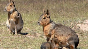 La Mara, una especie protegida y vulnerable.