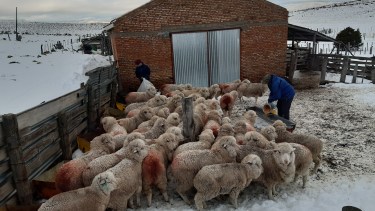 Las compleja situación impide a muchos productores afrontar los gastos de esquila. (Foto: José Mellado)