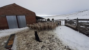 Genera incertidumbre la zafra lanera en Río Negro